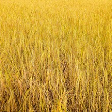 abstracted field of golden grain