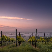vineyard at sunset