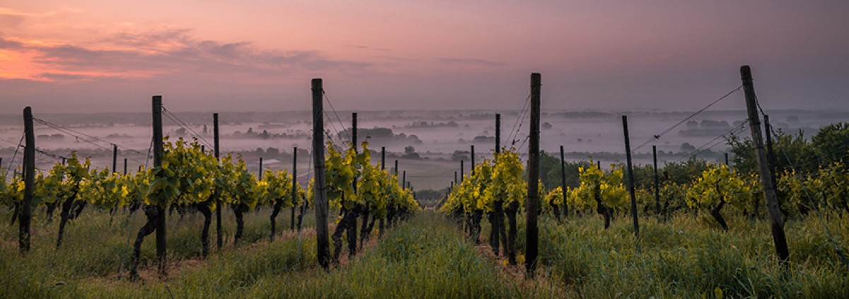 vineyard at sunset